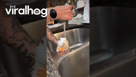 Albino Prairie Dog Enjoys a Relaxing Bath || ViralHog