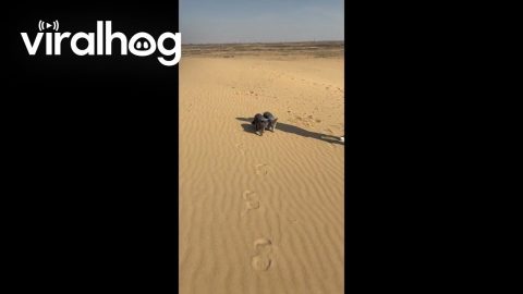Two British Shorthair Cats Take a Desert Stroll Together || ViralHog