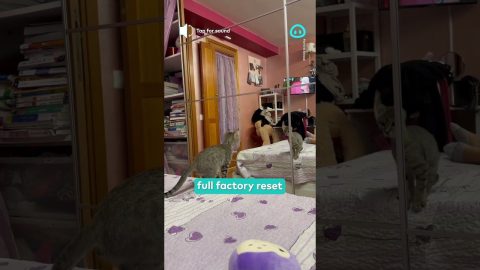 Kitten Tries to Pounce on Its Own Reflection || ViralHog Shorts