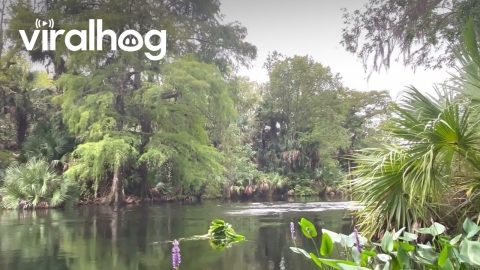 Macaques Belly Flop Into Silver River || ViralHog