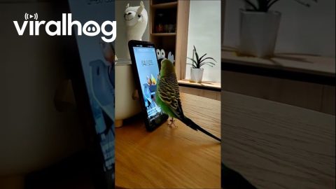 Pet Parrot Scrolling Through TikTok || ViralHog