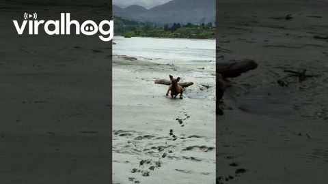 Dog Biffs It and Gets Right Back Up! || ViralHog