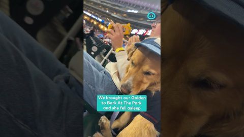 Golden Retriever Falls Asleep At Baseball Game || ViralHog Shorts