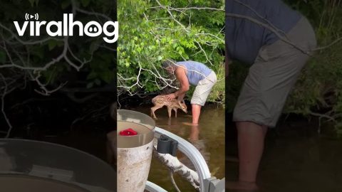 Kind Man Rescues a Baby Deer || ViralHog