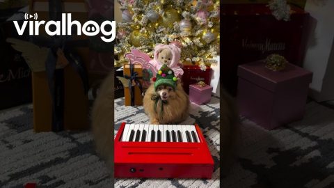 Pomeranian Playing Piano for Christmas || ViralHog