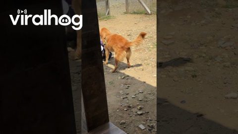 Enthusiastic Golden Retriever Hugs Too Hard || ViralHog