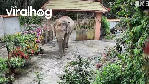 Elephant Busts Open Gate to Enter Family's Yard || ViralHog