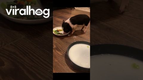 Mini Pig Takes A Drink Between Bites || ViralHog
