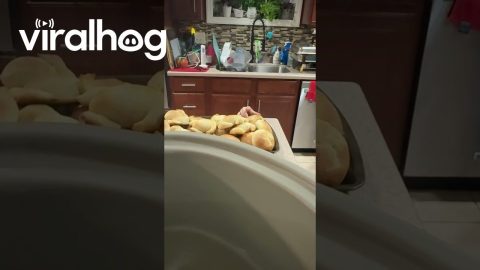 Nephew Steals a Roll at Thanksgiving Dinner || ViralHog