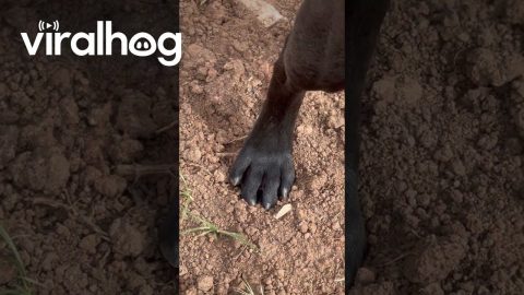 Dog Unknowingly Stomps On Spider || ViralHog