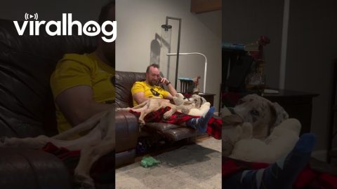 Our Great Dane's Still Working on Boundaries || ViralHog