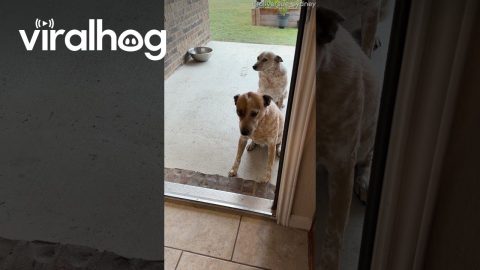 Poor Dogs Left Outside for Over a Minute || ViralHog