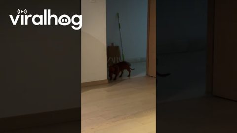 Asking for Forgiveness Because You Behaved Badly || ViralHog