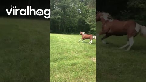 Gotta Have Nice Exhaust for All That Horse Power || ViralHog