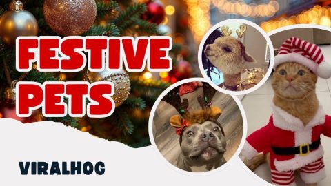 Festive Pets || ViralHog