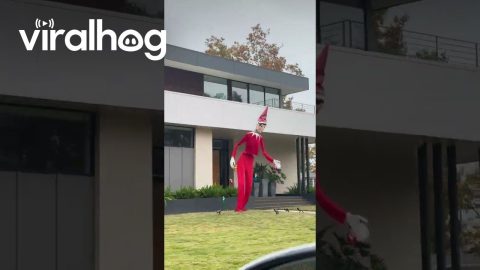 Giant Scary Skeleton Elf-on-the-Shelf || ViralHog