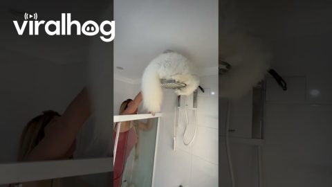 Grumpy Persian Cat Perches on Shower Head || ViralHog