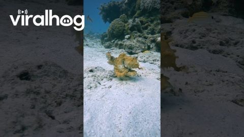 Shape and Colour Shifting Octopus || ViralHog
