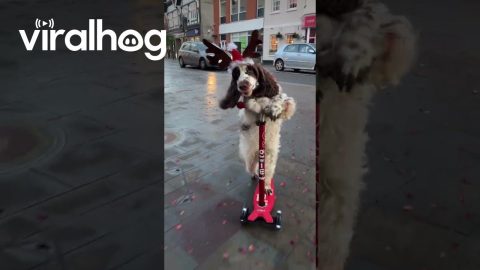 Bonnie the Reindeer Dog Scootering Through Town || ViralHog