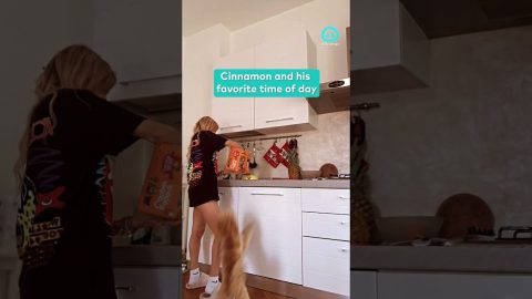 Overexcited Poodle Jumps for His Food || ViralHog Shorts