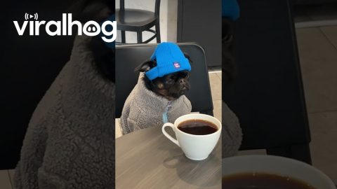Grumpy Dog Contemplates Life Over Coffee || ViralHog