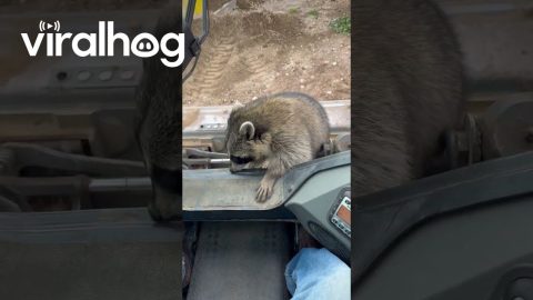 Raccoon Rides Shotgun in Skid Steer || ViralHog