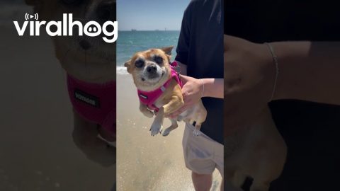 Dog Air Swimming by the Ocean || ViralHog