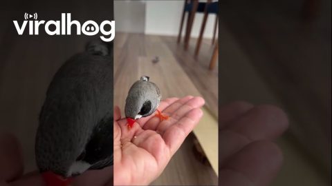 Pet Bird Skateboards Down Cardboard Ramp || ViralHog