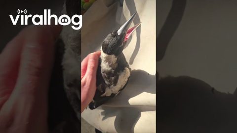 Noisy Morning Magpie Feed || ViralHog