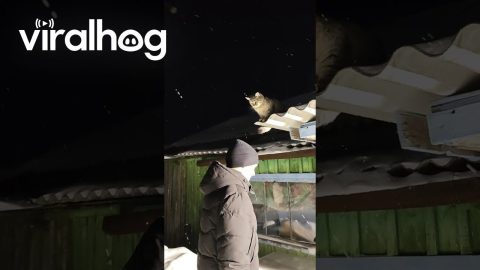 Man Gives His Cat a Shoulder Ride || ViralHog