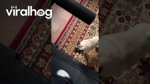 Pair of Pugs Join Me on the Treadmill || ViralHog