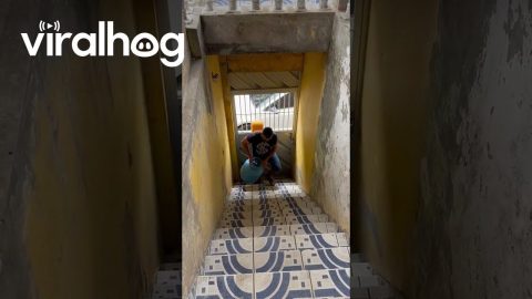 Goofy Gas Deliverer Trips On Stairs || ViralHog