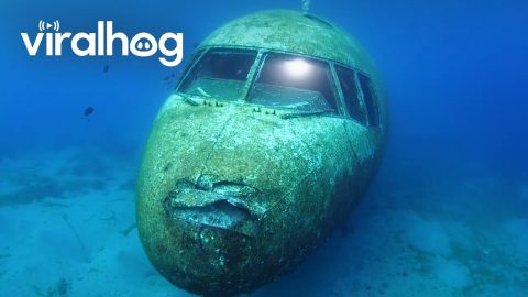 Artificial Airplane Wreck In Aqaba Waters || ViralHog