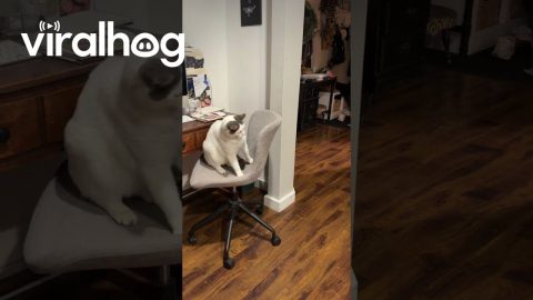 Cat Baps Drone Down || ViralHog
