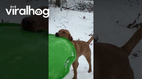 Smart Puppy Teaches Herself Snow Sledding || ViralHog