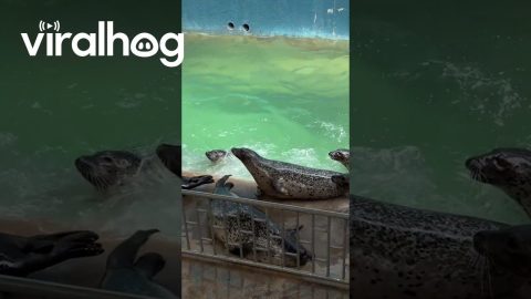 Hungry Spotted Seal Waits for Food at Ocean Park || ViralHog