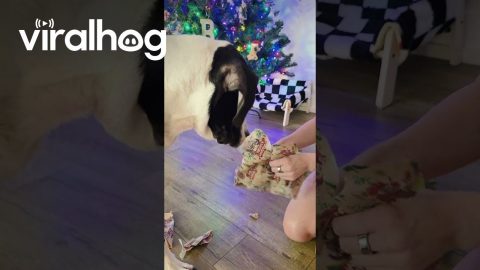 Dog Extremely Grateful for His Christmas Gifts || ViralHog