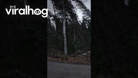 Storm Knocks Down Trees in Finland || ViralHog