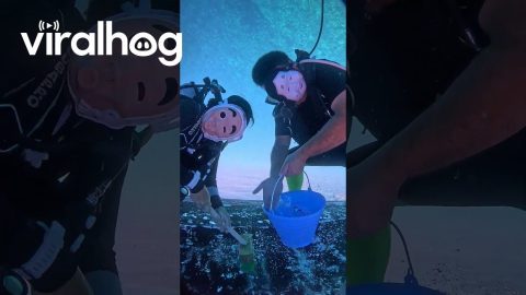 Ship Bottom Cleaning in Masks || ViralHog