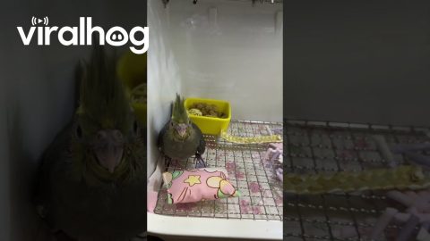 Chill Mama Parrot Needs a Break From Her Baby || ViralHog