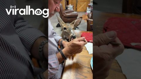 Can't Say No to Maggie the Deer || ViralHog