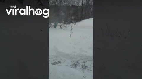 Squirrel Pops Up From Snow || ViralHog