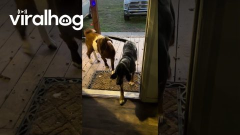Dog Learns to Open Front Door and Goat Walks Inside || ViralHog