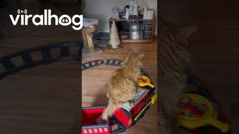Cat Enjoys Riding Christmas Train || ViralHog