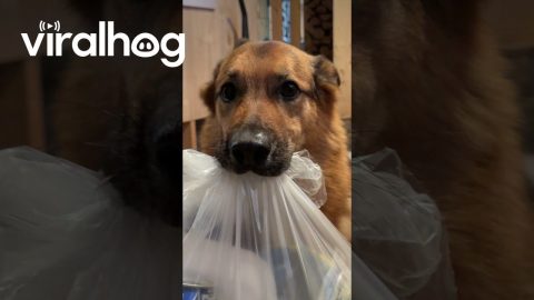 Helpful German Shepherd Brings Trash Downstairs || ViralHog