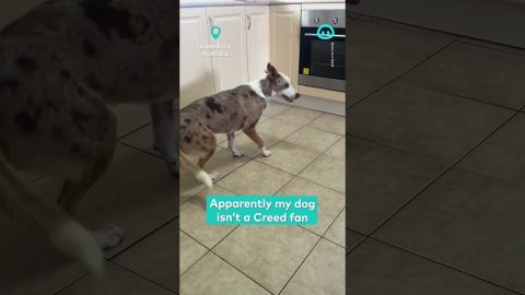 My Dog Doesn't Like Creed || ViralHog Shorts