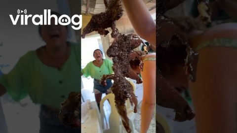 Cake Needs Frosting Deboning Before Eating || ViralHog