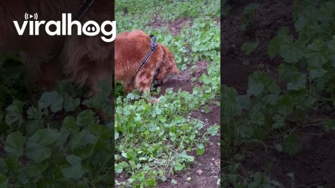 Dog Intently Studies Digging Rodent || ViralHog