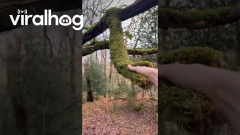 Dangling Moss Shakes Hand || ViralHog