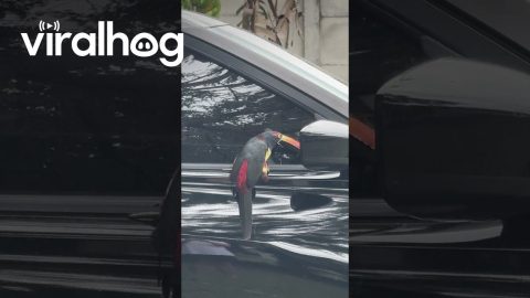 Fiery-Billed Aracari Visits Car in Costa Rica || ViralHog